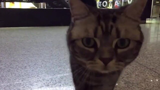Animal|Take A Plane With Cat