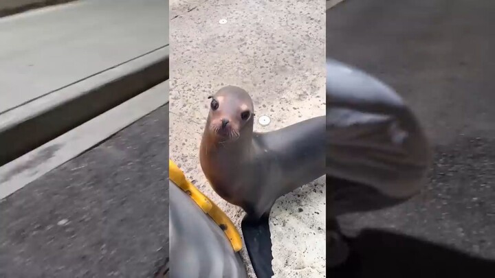 Sea lion song