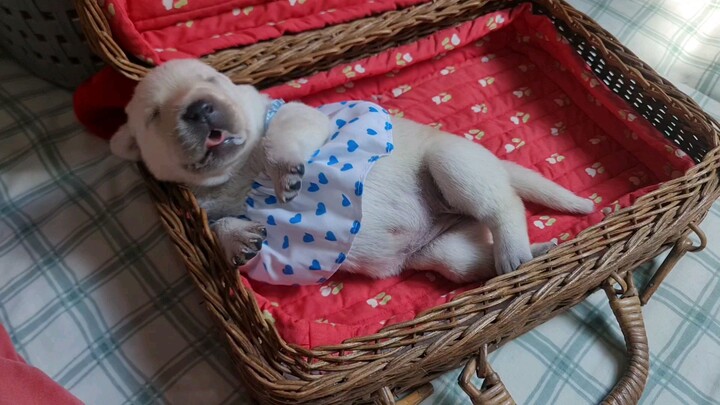 ลาบราดอร์ labrador หาบ้าน