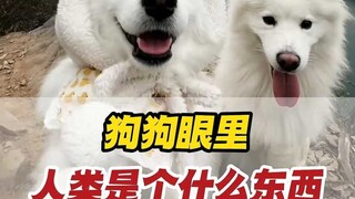 What is the owner in the eyes of a dog?