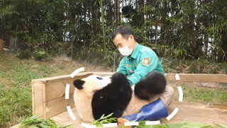 ไม่ธรรมดา! คุณปู่พี่เลี้ยงชาวเกาหลีสอนภาษาจีนให้แพนด้า? วันเกิดฝูเป่า