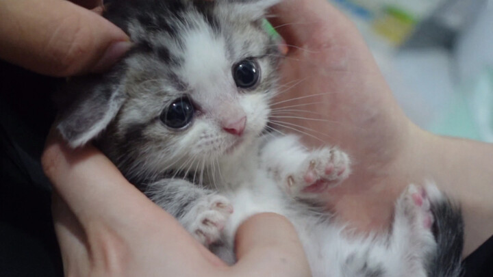 A kitten was madly petted!