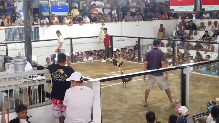gilmore hatch vs grey hatch /hack fight (draw).