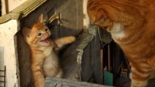 Harimau tersembunyi, kucing raksasa kung fu!