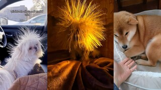 Ketika anjing bertemu listrik statis……