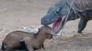 Komodo memangsa domba