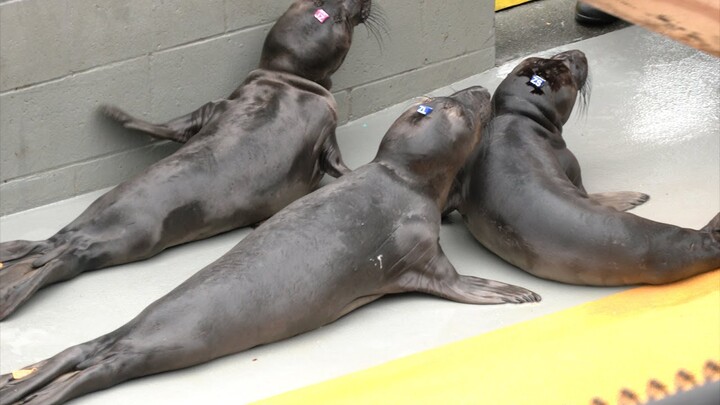 You might be unintentionally harming young marine mammals, rescue center says