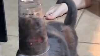 Kucing yang dimaksud sangat menuntut agar video ini dihapus