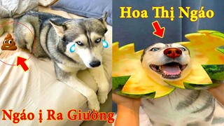 Thú Cưng TV | Ngáo Và Ngơ #24 | chó thông minh vui nhộn | Pets funny cute smart dog