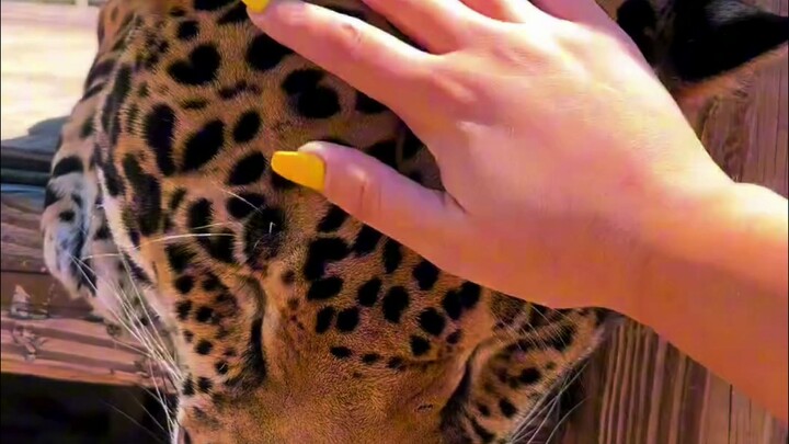 Pengalaman pertama menyentuh macan, selanjutnya pasti bakal jadi kaya raya!