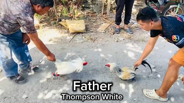 White Thompson gamefowl