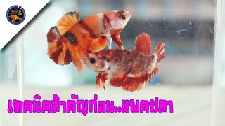 เทคนิคสำคัญก่อนแพคปลากัดนีโม่ส่งผู้โชคดีกิจกรรมของฟรีมีในโลกสไตล์korattv