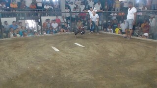 5cock derby 1st fight win