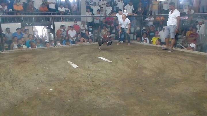 5cock derby 1st fight win