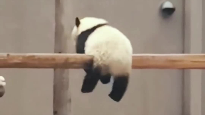 ไม่มีทางต้านทานความน่ารักของแพนด้าต้วนจื่อได้เลย