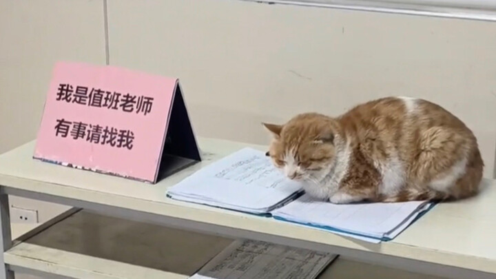 “Apa yang dilakukan para senior kucing di universitas?”