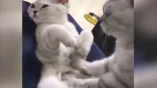 Funny cat videos