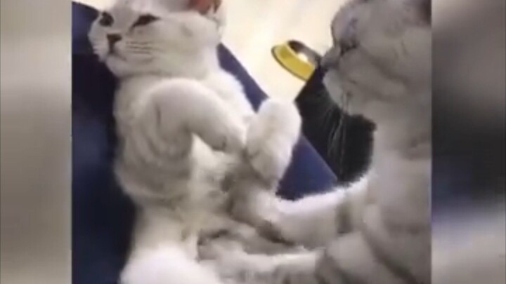Funny cat videos