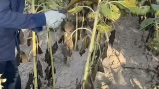 近日内蒙古巴彦淖尔，向日葵迎来丰收季，农民两刀一插、一秒一个收割葵花！