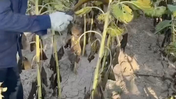 Baru-baru ini di Bayannur, Mongolia Dalam, bunga matahari memasuki musim panen, petani hanya perlu d