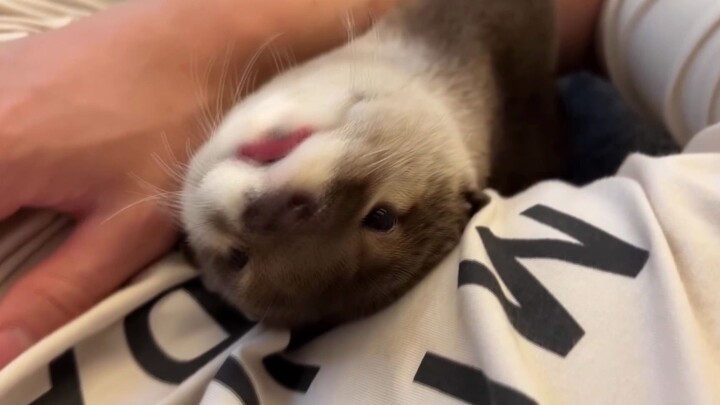 Challenging myself to do to an otter what it often does to me!!