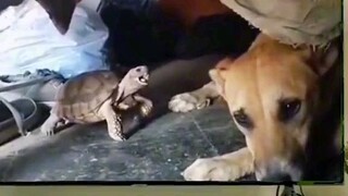 funny dog part1