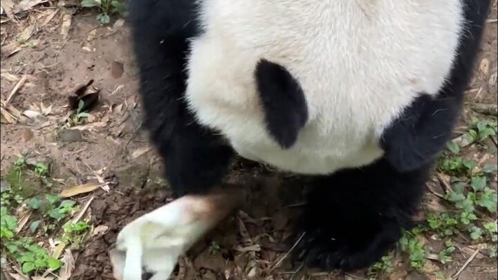 Hoa Lệ: Không một mầm trúc nào có thể lớn lên trong sân nhà tôi! #GấuTrúcLớnHoaLệ