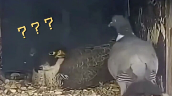 Chim bồ câu giao hàng!