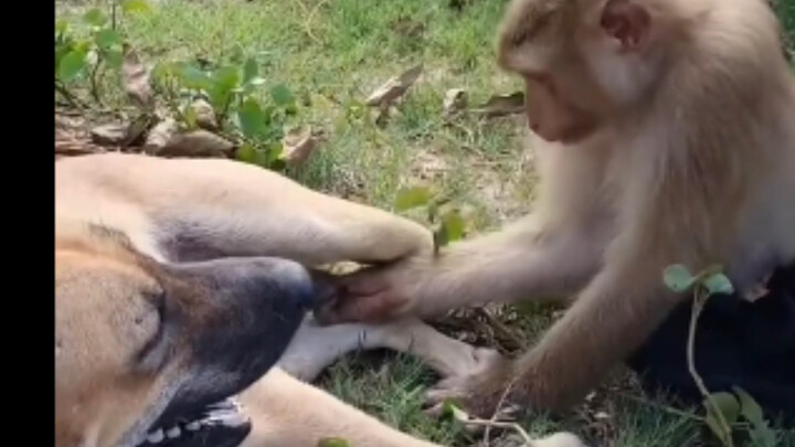 The little monkey is so mischievous!