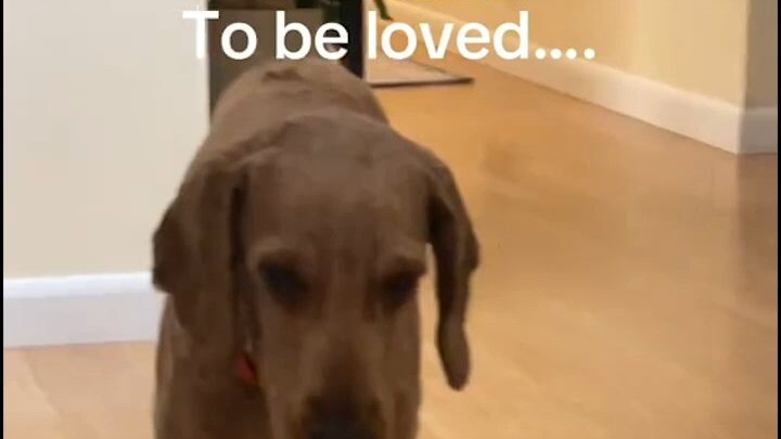 Perubahan mengejutkan anjing jalanan: ternyata beginilah rasanya saat dicintai seseorang...