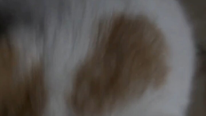 Why is this stray cat so fat?