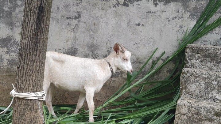 This sheep is already used to the environment here.