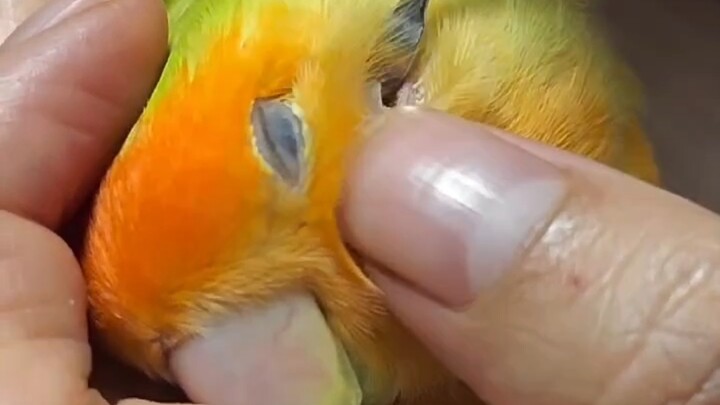Little Chicken’s First Earwax Removal — So Reluctant, Couldn’t Snap Out of It for a Long Time