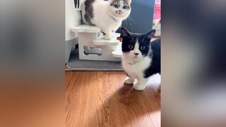 Giải đáp thắc mắc 😭 mèo cat