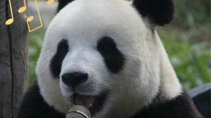 Feiyun is the ultimate epitome of “cute girl.”