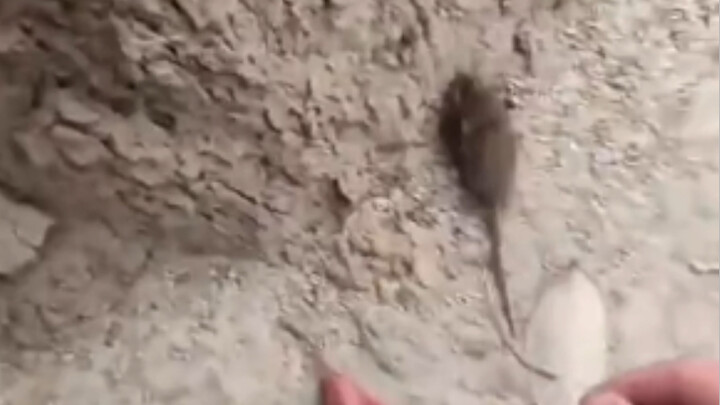 I saw a little squirrel on the road today. Send him home smoothly.