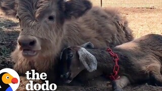 ลูกวัวเศร้าต้องการเพื่อนแล้วลูกแพะตัวนี้ก็มาด้วย The Dodo Odd Couples