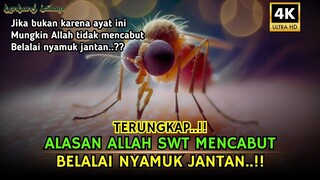 Inilah Alasan Allah SWT Mencabut Belalai Nyamuk Jantan ‼️ Sejarah Islam, Tentang Islam
