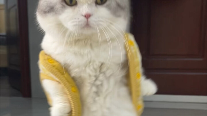 Let me give you a little cat striptease!