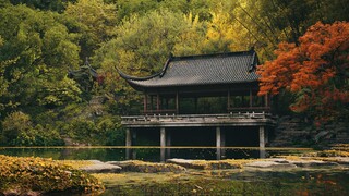 桤陇低风呈远碧，稻塍分溜溢方池------D5渲染器的风景，庭院植物专题那些你看过和没看过的镜头剪辑