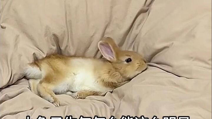 Kenapa kelihatan banget sih kalau kelinci lagi marah?