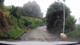 แข่งกับหม