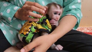 Baby monkey play with number