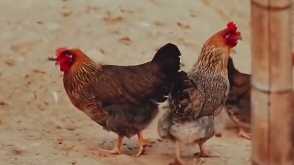 Qingyuan tourism promotional video, but the Rockstar version