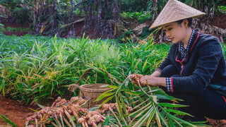 [Makanan]|Tiga Iris Jahe Setiap Pagi Lebih Hebat dari Minum Ginseng