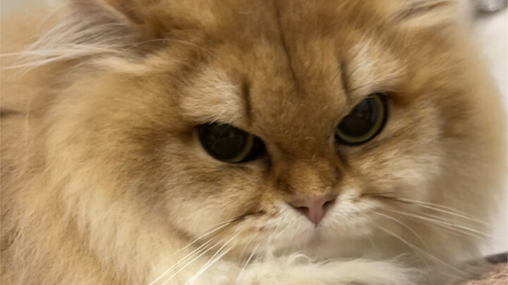 The cat I bought online has arrived.