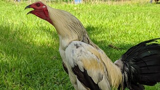 ‼️broodcock bulikdome vs broodcock RRZNkanawayon‼️FOR BREEDING PURPOSES ONLY‼️