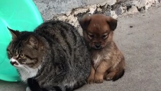 Dogs raised by cats