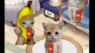 น้องแมวได้รับเงินอั่งเปาแล้วค่ะ