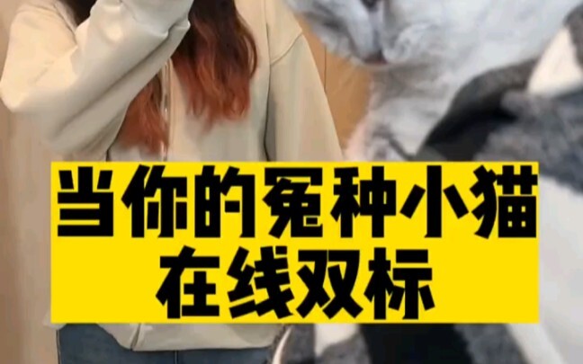 Kucing kecil yang kutemukan membuatku kesal sekali!